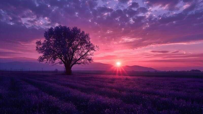 purple:6wfjohnysla= sunset